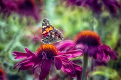 65654043_373221316664026_1889206515504513024_n