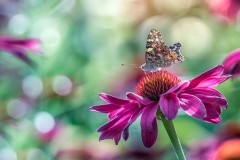 65847026_373221713330653_1360118926058455040_n