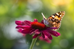 65892112_373221653330659_5365490797925892096_n