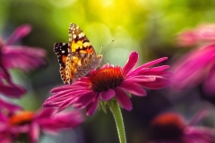 65927546_373221659997325_560212173763117056_n-1