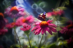 66039896_373221166664041_425014557564469248_n