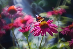 66176034_373221329997358_6165741319403601920_n